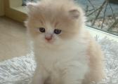 AZZARO Brits Langhaar Kitten