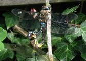 libelle 