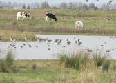 't Groot Eiland