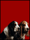 De basset hond is een zeer eigenaardige..