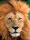 Animalplanet: Een mooie site vol dieren.