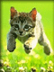 De kattensite.nl!
