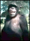 Trunk Monkey...
D� oplossing voor..