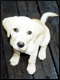 Digidog.nl
De website voor elke..