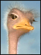 Pretty Bird:<br>
De zingende struisvogel