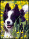 Bordercollie-Zeeland
Schapendrijven,..
