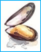 Heerlijke mosseltjes, oesters en kokkels!