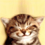 Grappige, schattige plaatjes van katten!