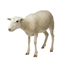 Kunt u niet slapen? Laat het schaap zelf..