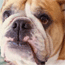 Pratende honden?