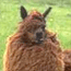 Lachen met de Lama Song