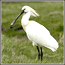 Vogels in Zeeland