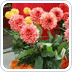 Prachtige Dahlia