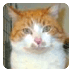 De liefste honden en katten in Dierenasiel..