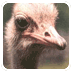 Een (struisvogel)ei hoort erbij!