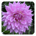 Dahlia