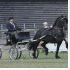 Zeeuwse dag van het paard