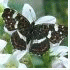 Doe mee met vlinders tellen