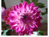 Alles over dahlia
