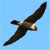 Roofvogels in Zeeland
