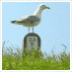 Natuur in Zeeland