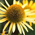 Heerlijk in de tuin wroeten