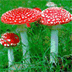 Alles over paddenstoelen