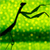 Magische insecten