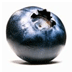 Simply De Bes, alles over de blauwe bes