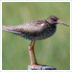 Voor iedereen die in vogels ge�nteresseerd is