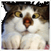 Het internet staat vol katten