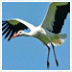 Help de ooievaars: maak een mooie foto!