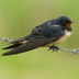 Vogels in beeld
