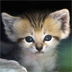 Schattige babydiertjes
