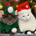 De mooiste (en aparte) kerstfoto