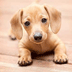 Schattige puppy