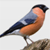 Beleef de lente. Live met vogels meekijken