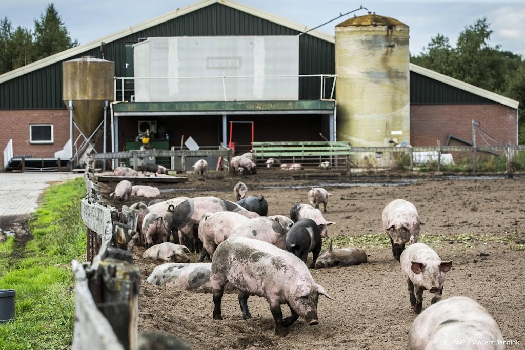 Situatie Nederlandse varkensboeren volgens ABN AMRO dramatisch