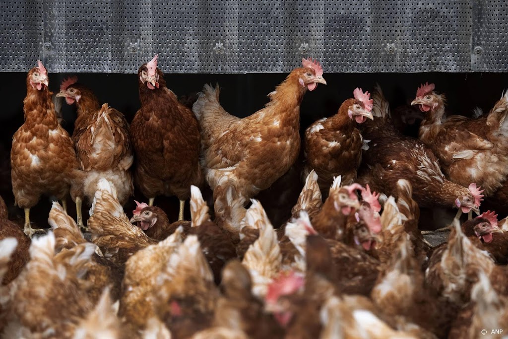 Vogelgriep vastgesteld in Gelders bedrijf met 168.000 dieren