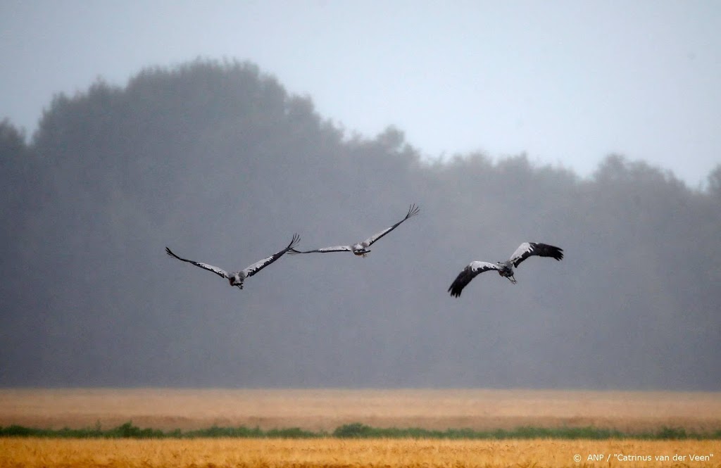 Recordaantal mensen kijken in coronatijd online naar vogels