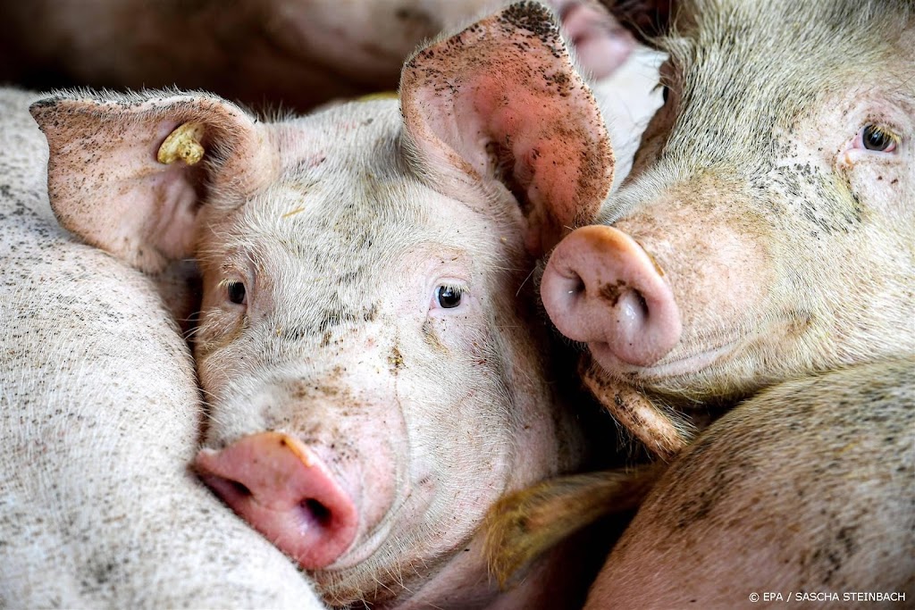 Extra schoonmaakbeurt voor veetransporten uit Duitsland