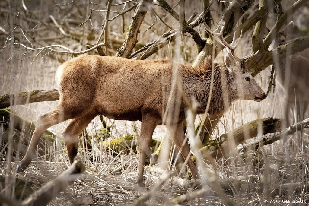 Afschieten edelherten in Oostvaardersplassen mag doorgaan