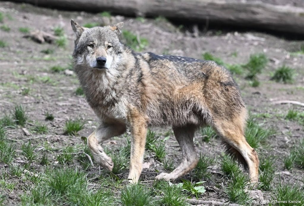 Provincies en gemeenten vragen actie Kamer bij aanpak wolf