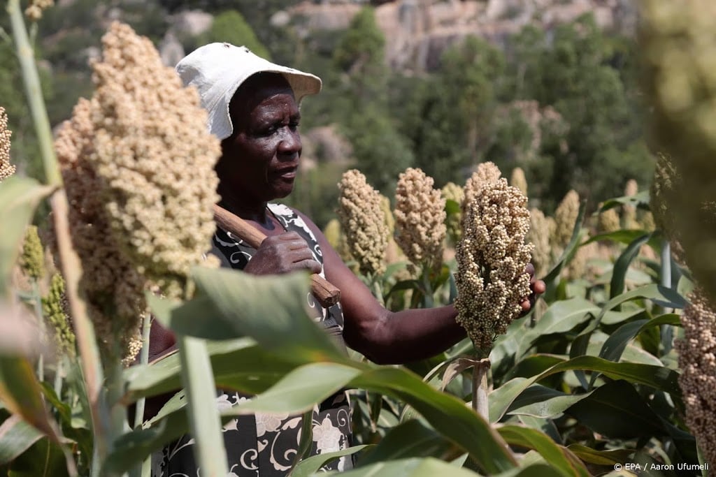 Zimbabwe biedt aan land terug te geven aan buitenlandse boeren