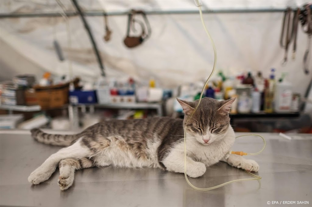 Drie weken na aardbeving nog steeds dieren levend teruggevonden