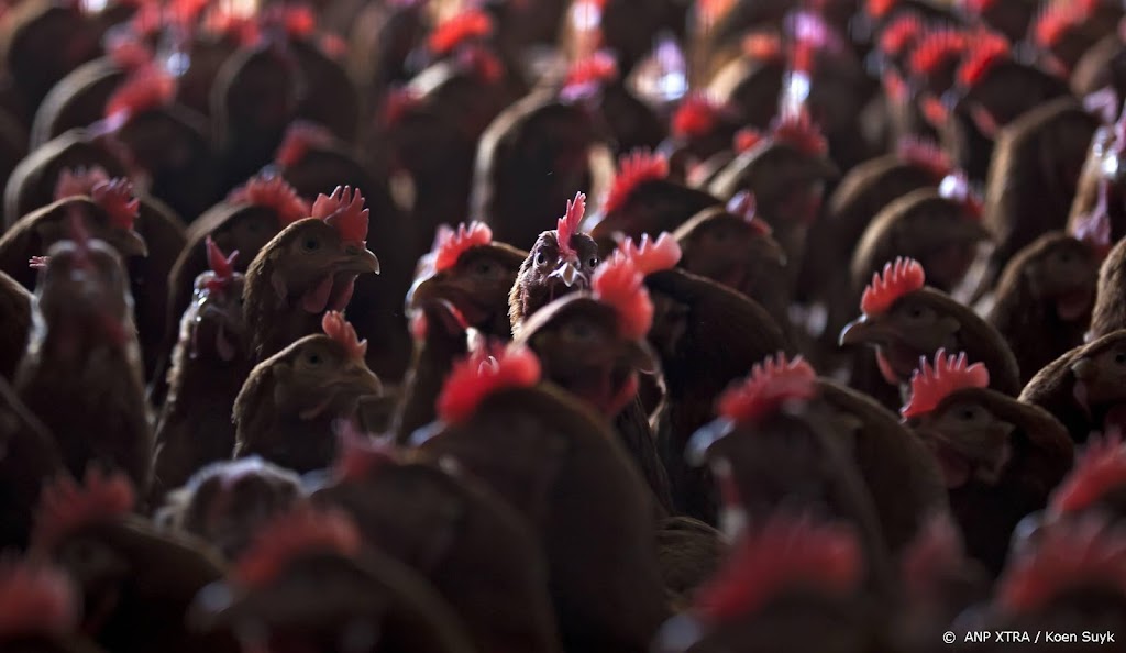 90.000 kippen afgemaakt na vaststelling vogelgriep in Lunteren