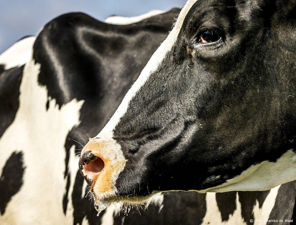 Deskundige: boeren uitkopen voor stikstof is weggegooid geld