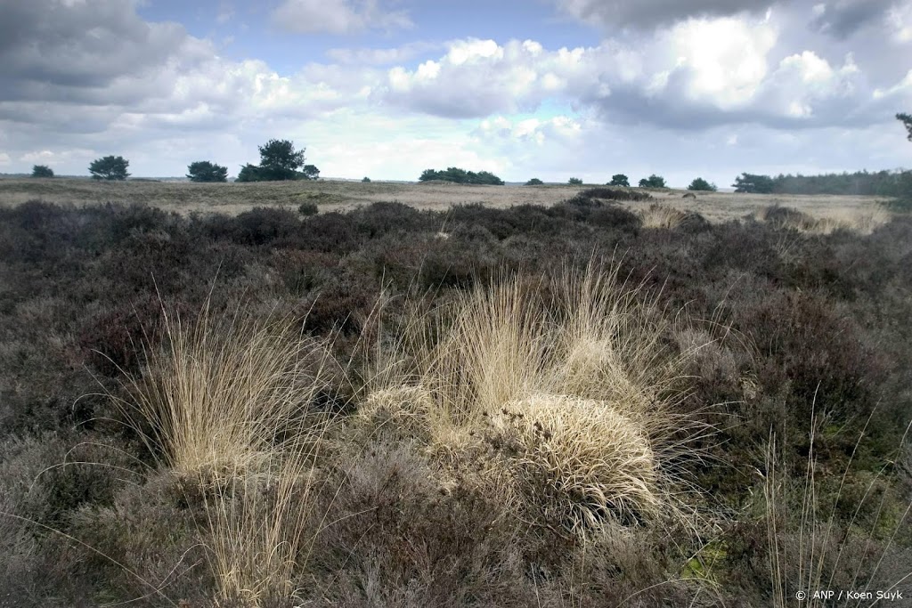 Hoge Veluwe: wolf heeft moeflons gedood