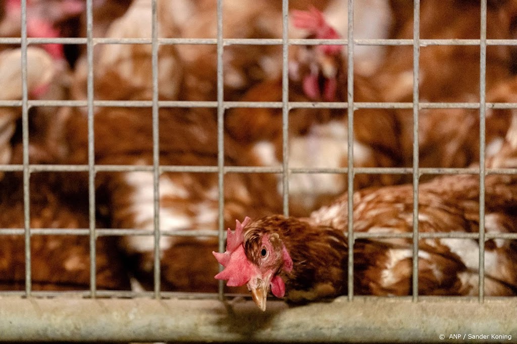 Europese gezondheidsdienst noemt vogelgriepepidemie ergste ooit