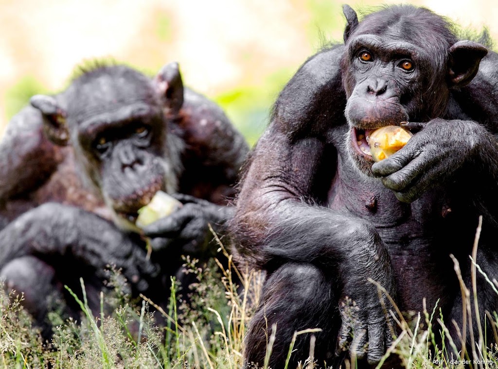 DierenPark Amersfoort schiet twee chimpansees dood na ontsnapping
